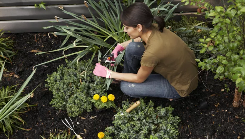 Horticultural healing gardening mental health