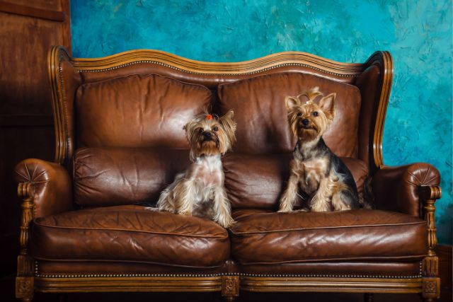 How to Clean a Leather Couch